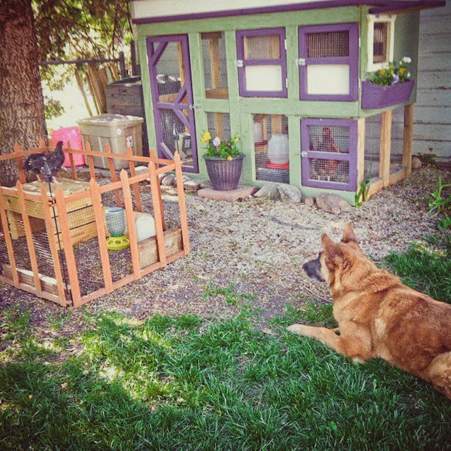 Salt Lake City Urban Farming Natalie & Chris' Chicken Coop