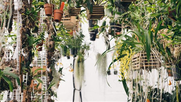 Top 5 Plant Shops in SLC