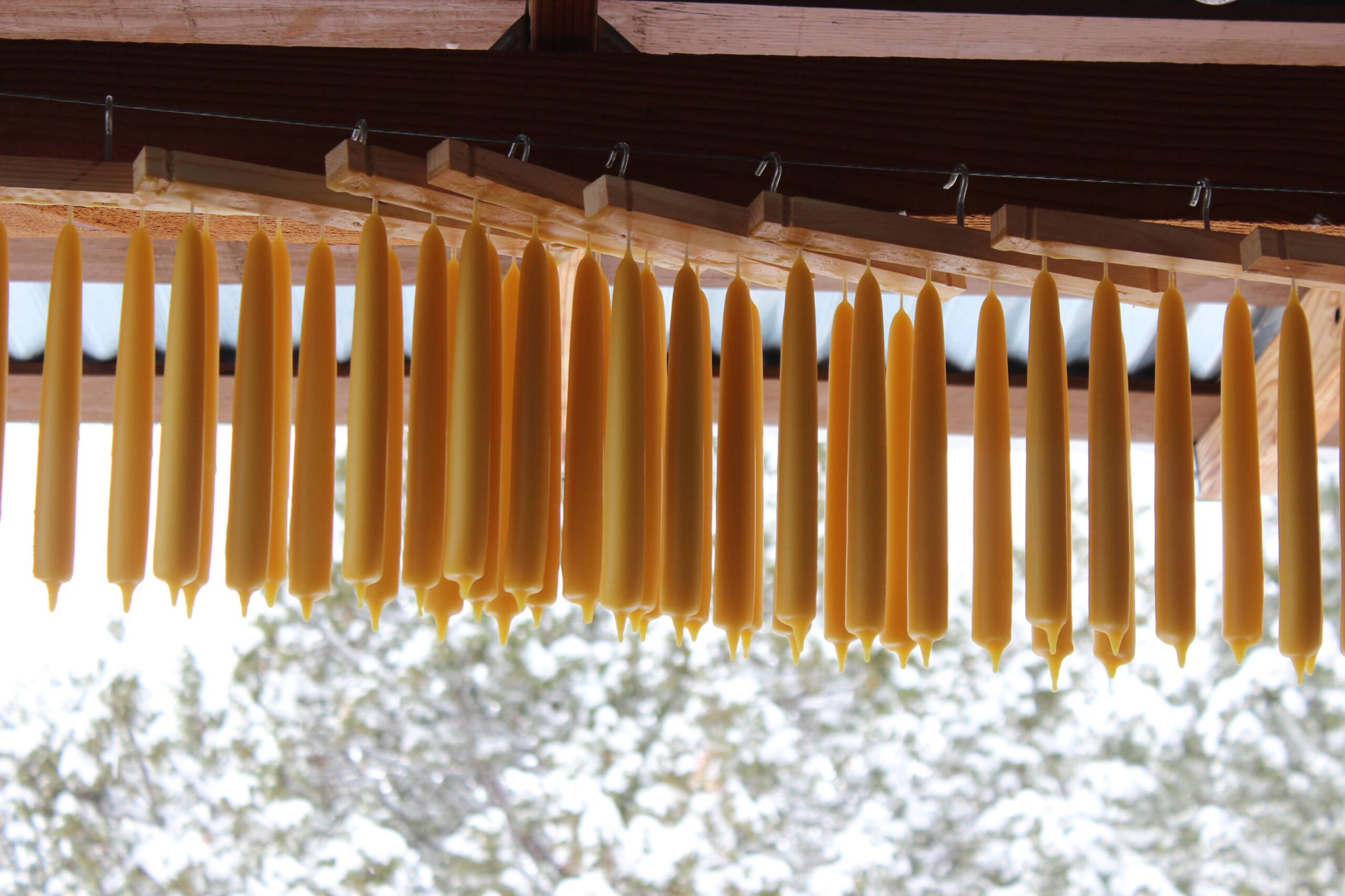 Candle Dipping with Little Bear Beeswax Candles