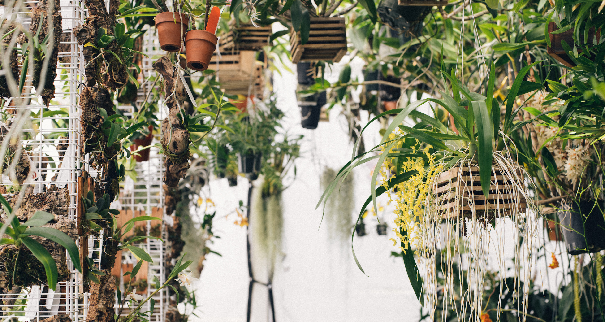 Top 5 Plant Shops in SLC