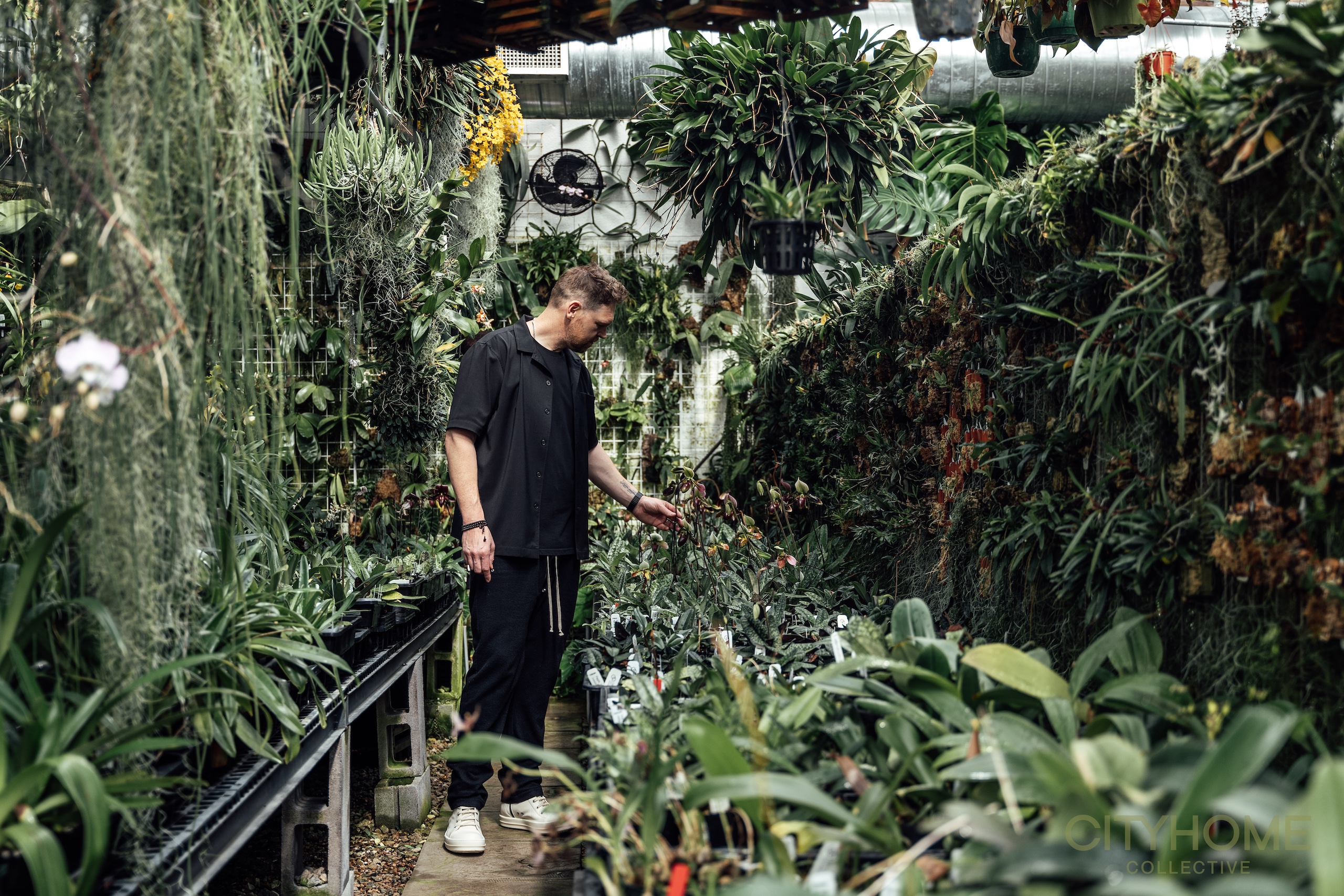 FLOURISHING | Orchid Dynasty