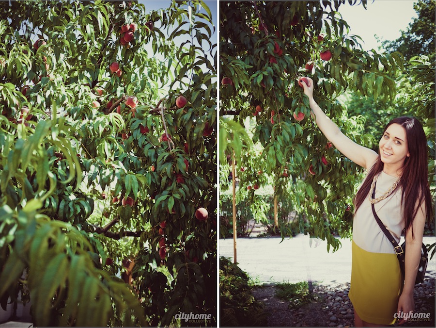 SLC Fruit Share