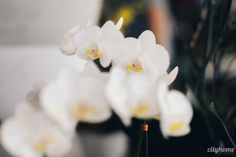 orchid-dynasty-29