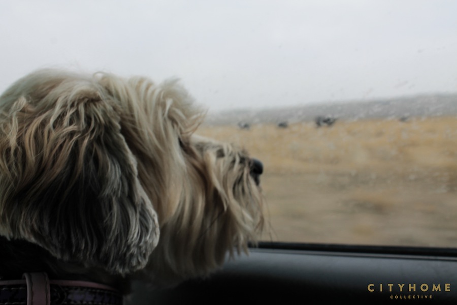 spiral-jetty-weekenders-4